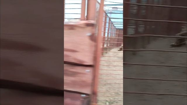 Шерхан в Минске 18 января