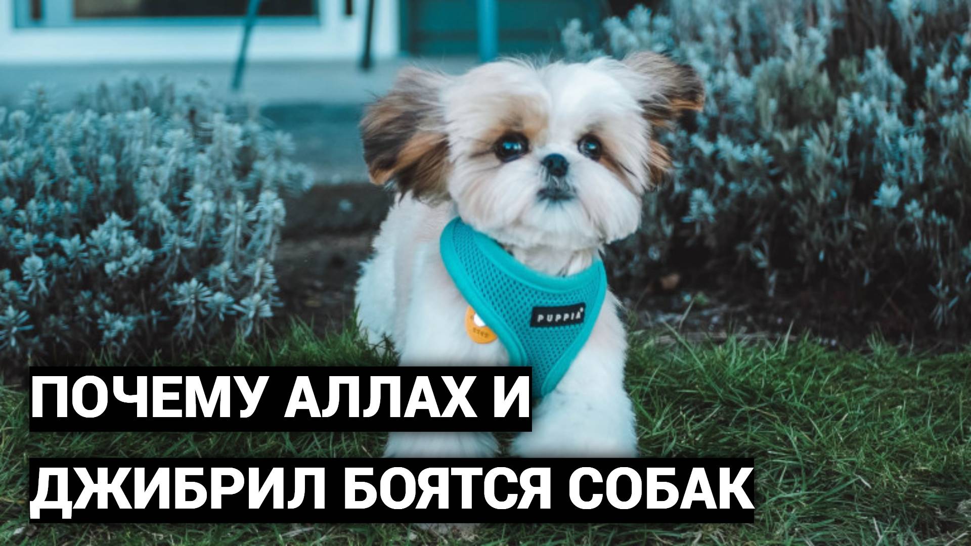Почему Аллах и Джибрил боятся собак - Перевод Christian Prince