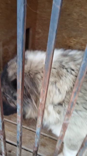 lv_0_20250125142527.mp4