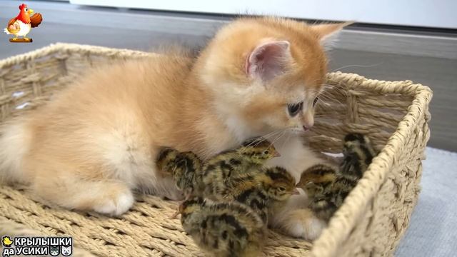 Утята и Цыплята - Кошки и котята - (24) Хвостики да Усики ❣️🥰🤣