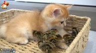 Утята и Цыплята - Кошки и котята - (24) Хвостики да Усики ❣️🥰🤣