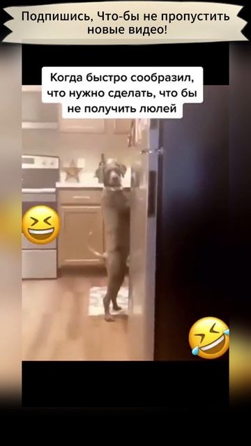 Гениальный Пёс