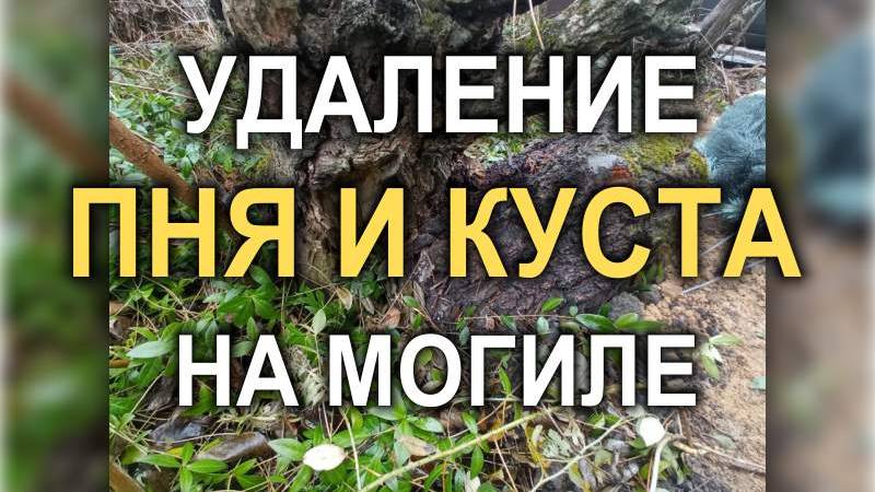 804М - Удаление старого большого пня и куста на могиле (Кривой Рог)