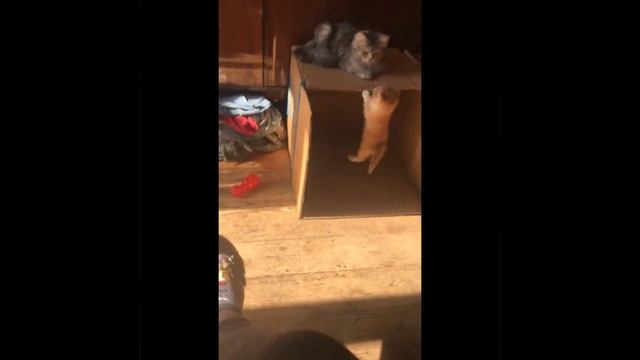 Коробка
