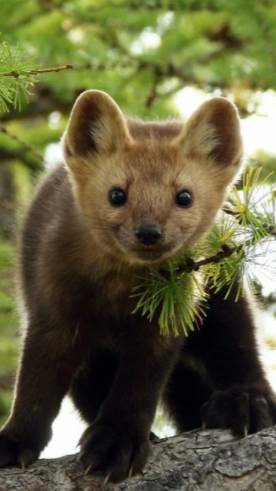 -Енот отдыхает на берегу моря♥♥♥😊!!!!.😳 👍 👏
Улыбнуло? Поддержи Автора:
2200030542971701