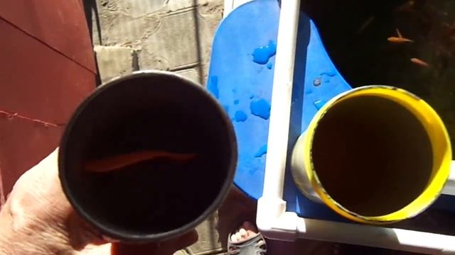 Сорокадневные карпы Кои.