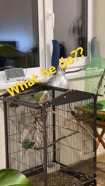 What parrot do? #pet #parrot #monkparakeet #funny #joy