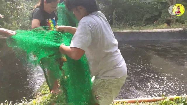 HARVEST SA TILAPYA