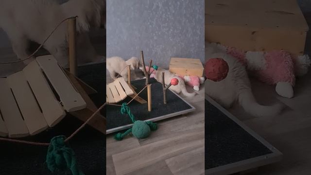 1000029059.mp4