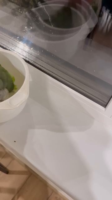 Caught parrot taking bath UNUSUAL