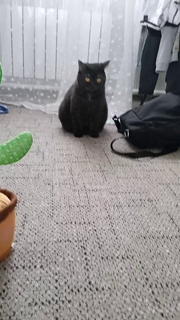 Реакция Кошки на Кактус! #Мем #Юмор #Угар #Реки #Хочуврек