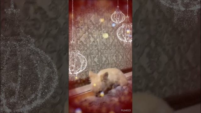 Чихуахуа девочка Д. р. 17.10.24г.