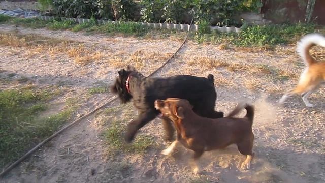 Роман-Кош Ирма Ладоуш лидер. Симферополь 2