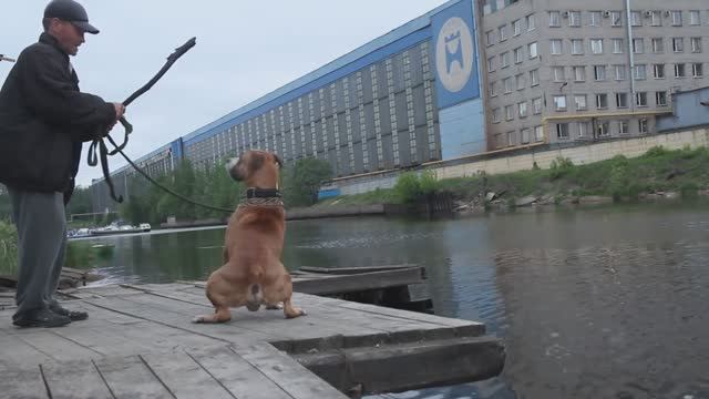 Хотел искупать собаку , а искупался сам  Видео Николай Богомолов