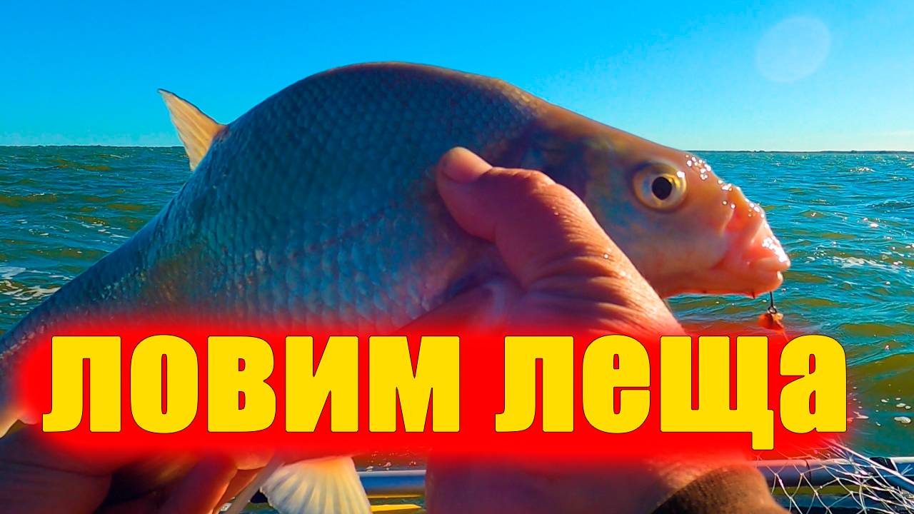 Супер Лещи Куршского залива