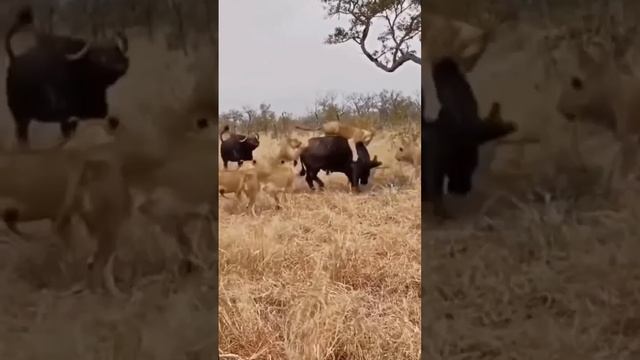 🥩Обед был так близко...

Львицы уже почти праздновали свою победу, но в одно мгновенье все изменило