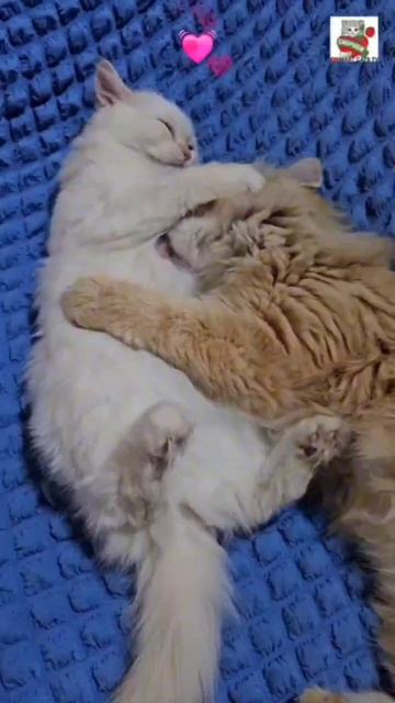 Пикселюша после прогулки лёг поспать и к нему во сне пришла Настюня 😻💓⏰️😽🛏