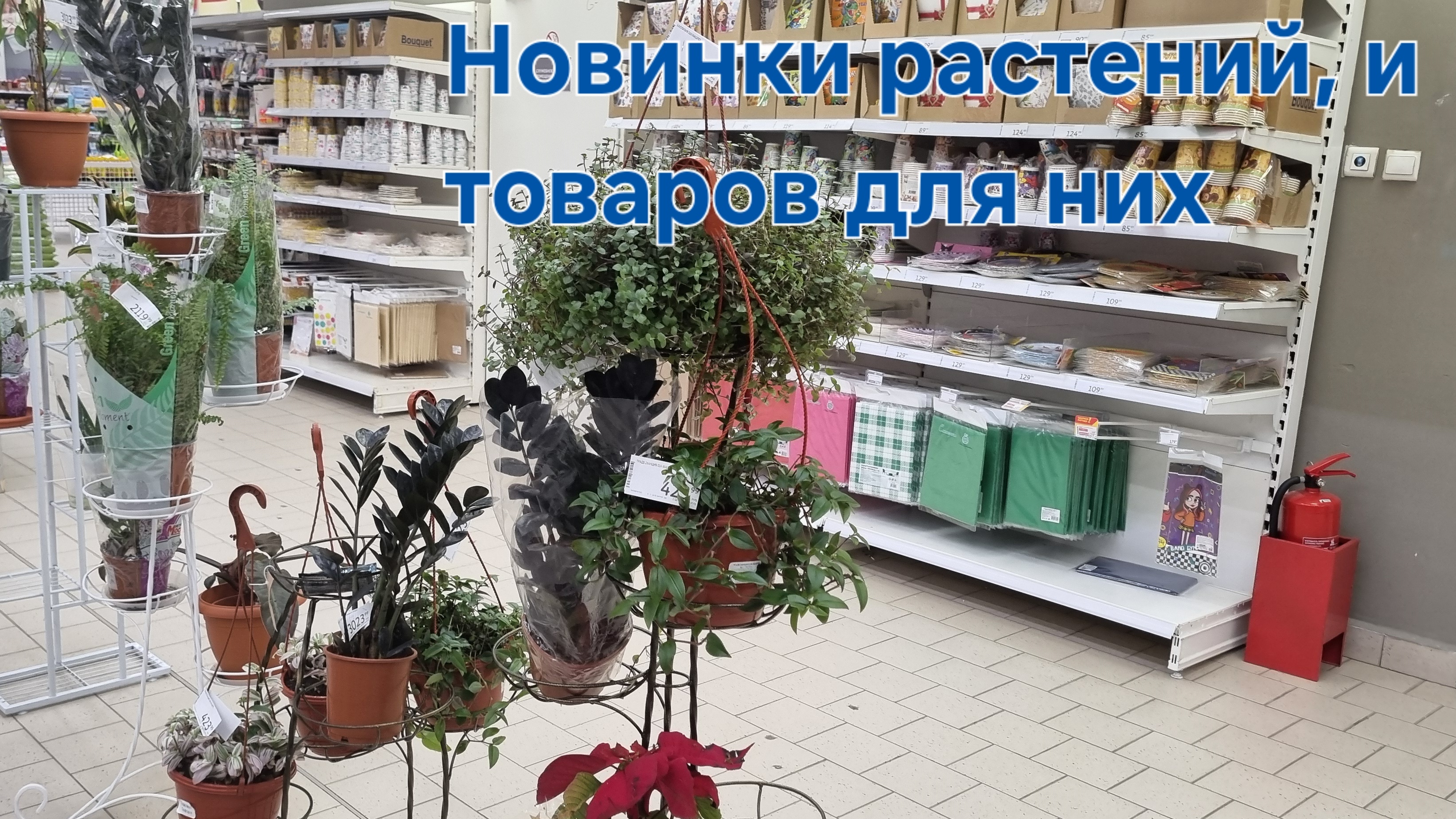 Новинки растений и товаров для них