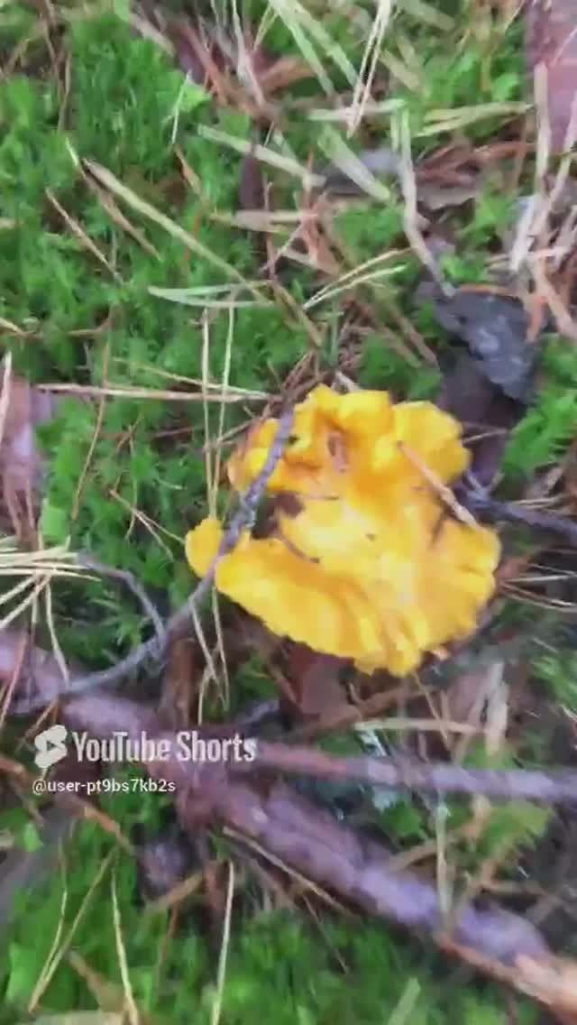 Лисички#Chanterelles #sorts #лес #forest