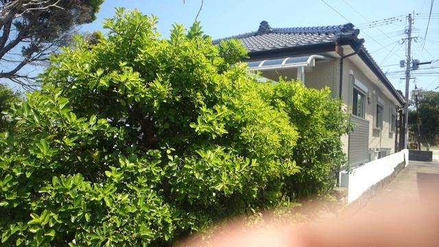 【カメラ】MAG FILTERの効果はいかほどに？