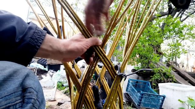 Русская пальма. Или (Как я ивовое дерево плёл.)