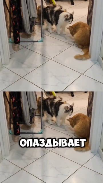 Мешаю коту работать #мейкун #cat #мейнкун #котик #кот #котики #мяу #коты #кошки #юмор