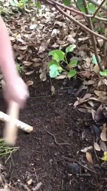🐛Заклинатель червей