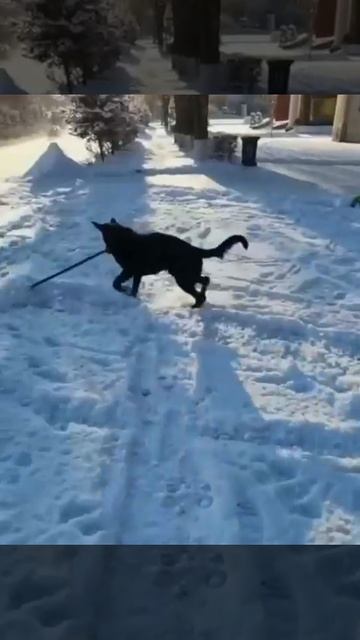 🐶Пёсель помогает убирать снег!