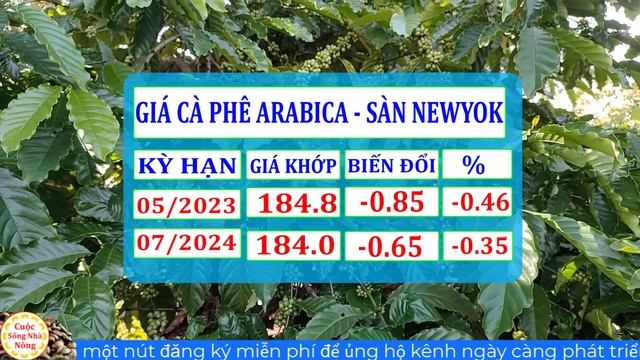 Giá cà phê hôm nay ngày 23/3/2024 | giá cà phê TĂNG ĐẠT ĐỈNH CÁC ĐỊA PHƯƠNG