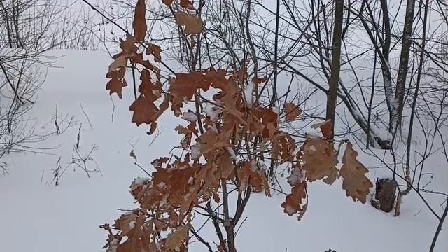 Январские зарисовки на берегу Вятки.