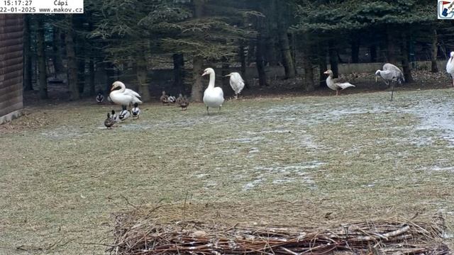 Дружный поход уток опять не удался