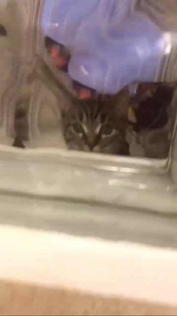 Мы в ВК https://vk.com/life_of_cats