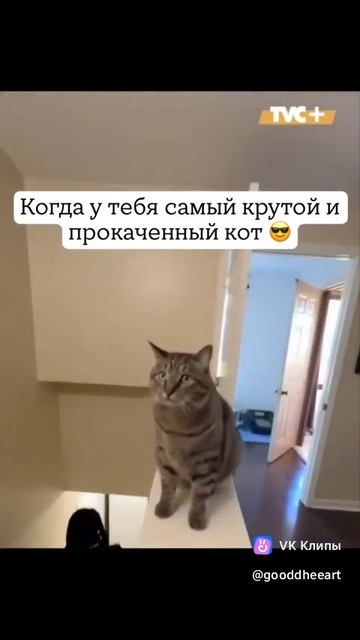 clip-72365363_456245362