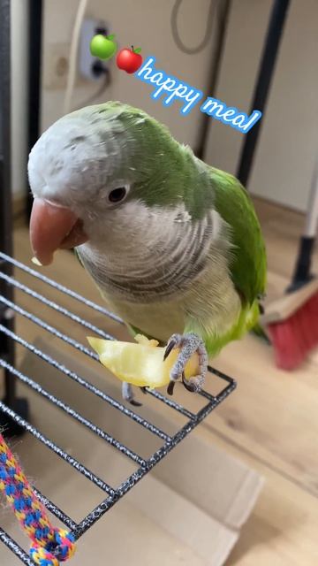 Parrot healthy diet / попугай правильно питается #попугай #parrot #pet #birds #vegan