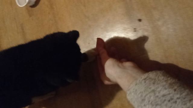 КОТ СТЁПКА. И КОШКА . НАКОРМИЛ КОЛБАСКОЙ.