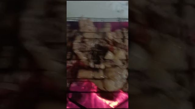 зима шашлык