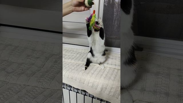 Мускари ждёт семью.