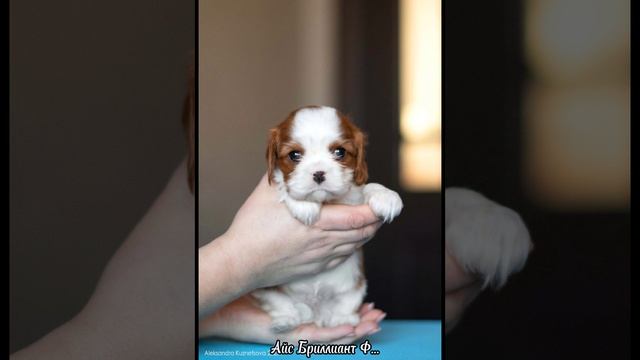 Малыш Ф....mp4