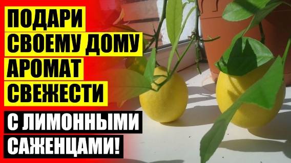 ВЫРАСТИТЬ ЛИМОН ИЗ КОСТОЧКИ В ДОМАШНИХ УСЛОВИЯХ С ПЛОДАМИ ❕ ЦИТРУС ЛИМОН В ДОМАШНИХ УСЛОВИЯХ КАК УХ