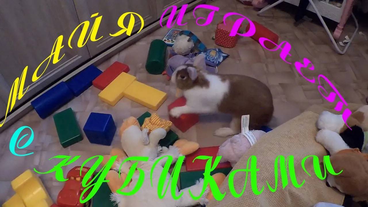 Кролик Майя играет с кубиками