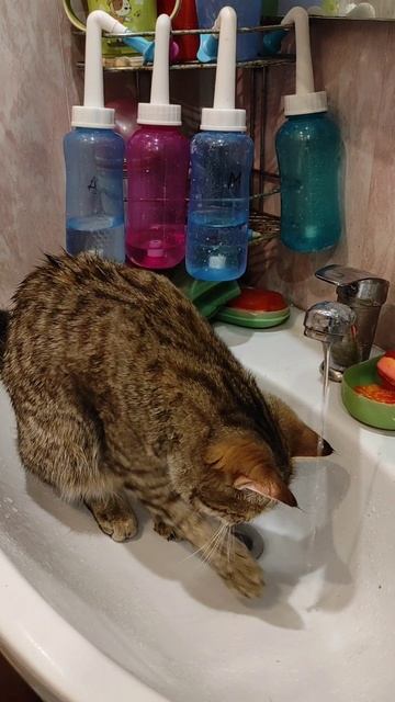 кошка Буся