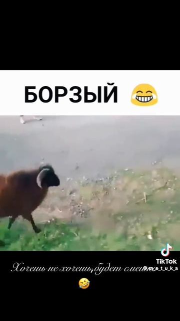 типичны барашик