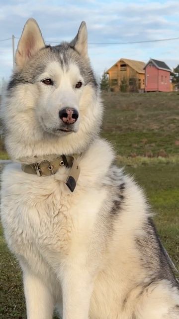 подписывайся на наш канал #хаски #пес #собака #haski