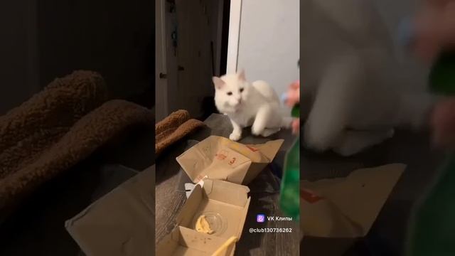 смешные кошки:) 🤣🤣🤣