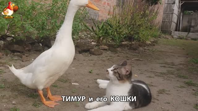 Пекинский селезень Тимур и его кошки 🥰 серия (25)