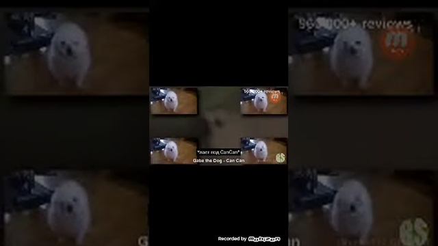 РЕАКЦИЯ Видео собачий REMIX } DOG REMIX