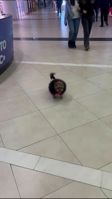 25 января 2025 года. Шанель в "Крокус Сити".