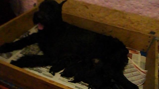 Роман-Кош Есмиральда с пометом Л..Ариша