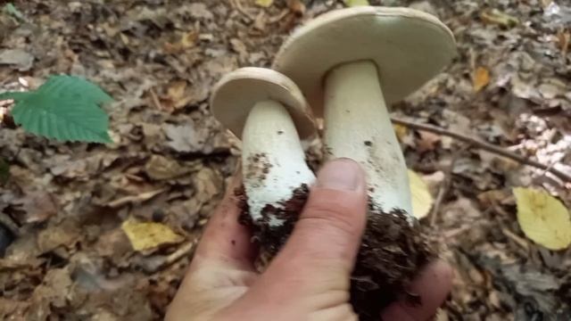 З татом по Гриби. Довго не Ходили, А КІЛОГРАМІВ з ДЕСЯТОК Є. Білі Боровики ...mushrooms