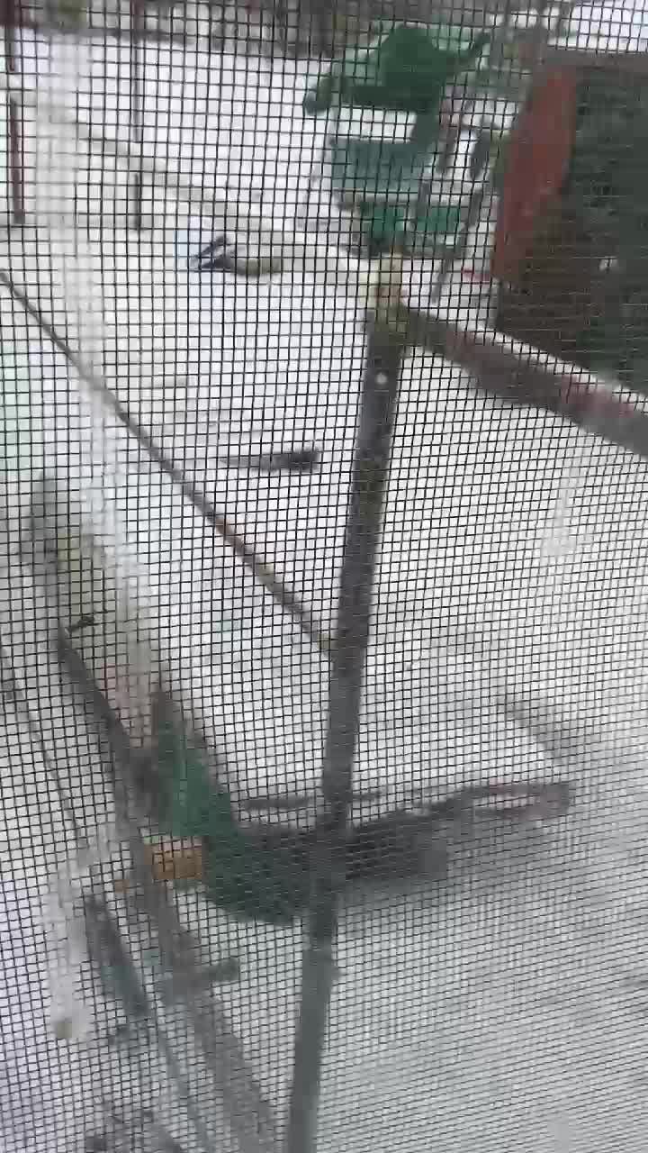 Ffff